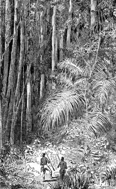 Tree Ferns