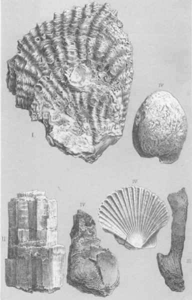 [Illustration: I. Ostracit, II. Salz, III. Chalcedonröhre u. IV. versteinerte Muschelarten der Ammons Oase.]