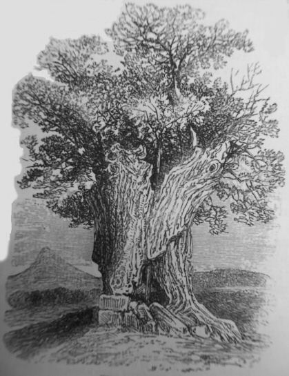 The Lady Oak