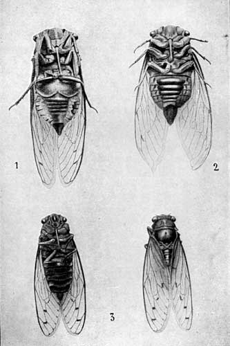 THE ADULT CIGALE.