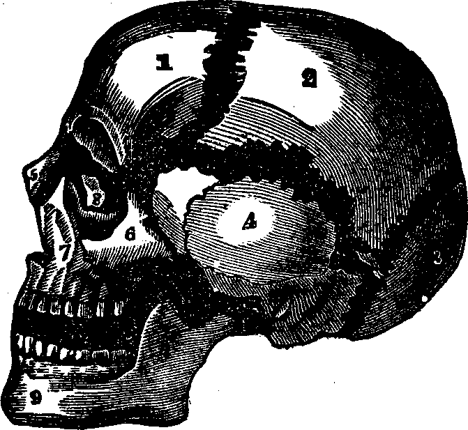 Illustration: Fig. 10. The bones of the skull separated. 