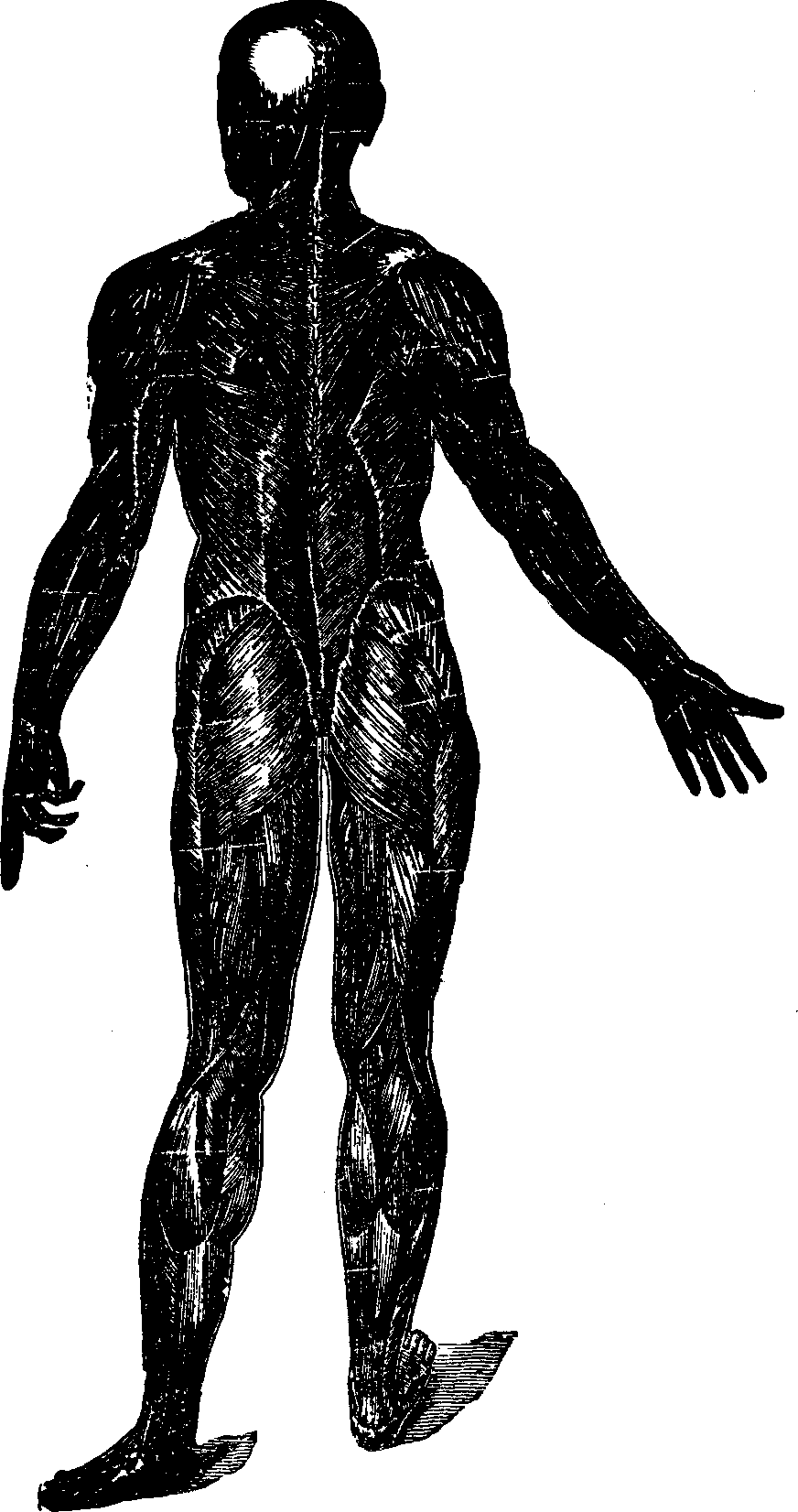 Illustration: Fig. 25. A representation of the superficial layer of muscles on the posterior portion of the body.