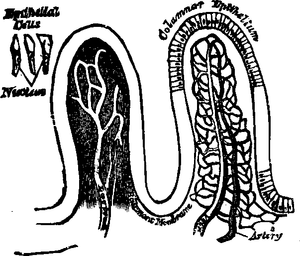 Illustration: Fig. 35. Villi of the small intestine greatly magnified.