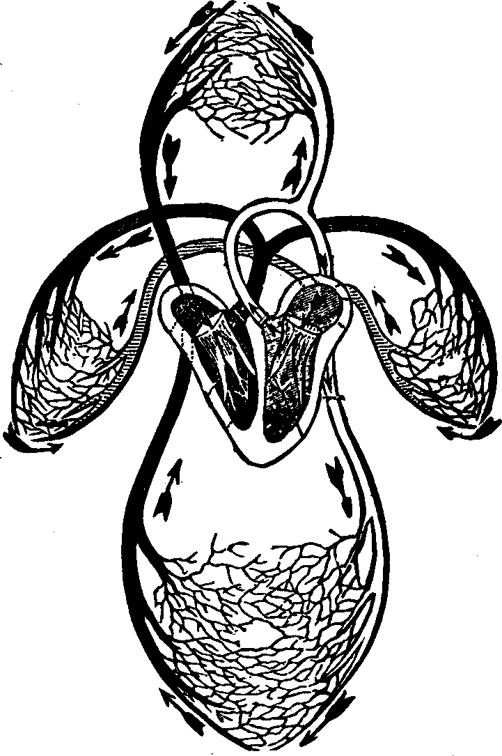 Illustration: Fig. 42. A representation of the venous and arterial circulation of the blood.