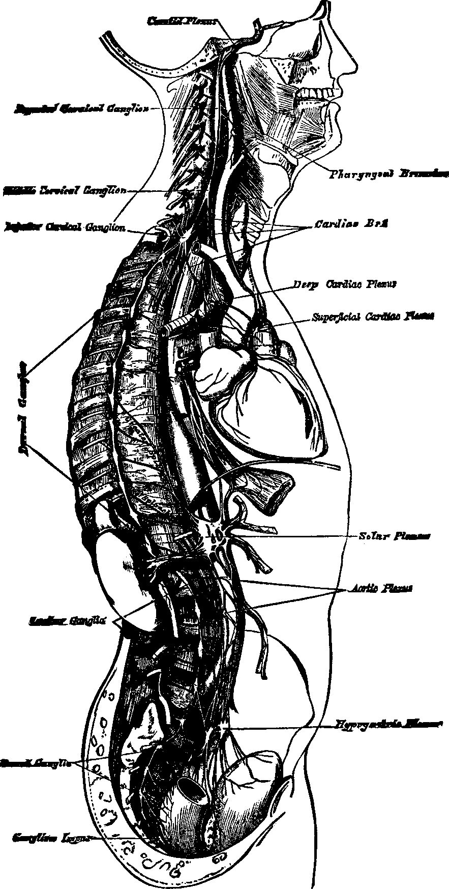 Illustration: Fig. 61. Course and distribution of the great Sympathetic Nerve