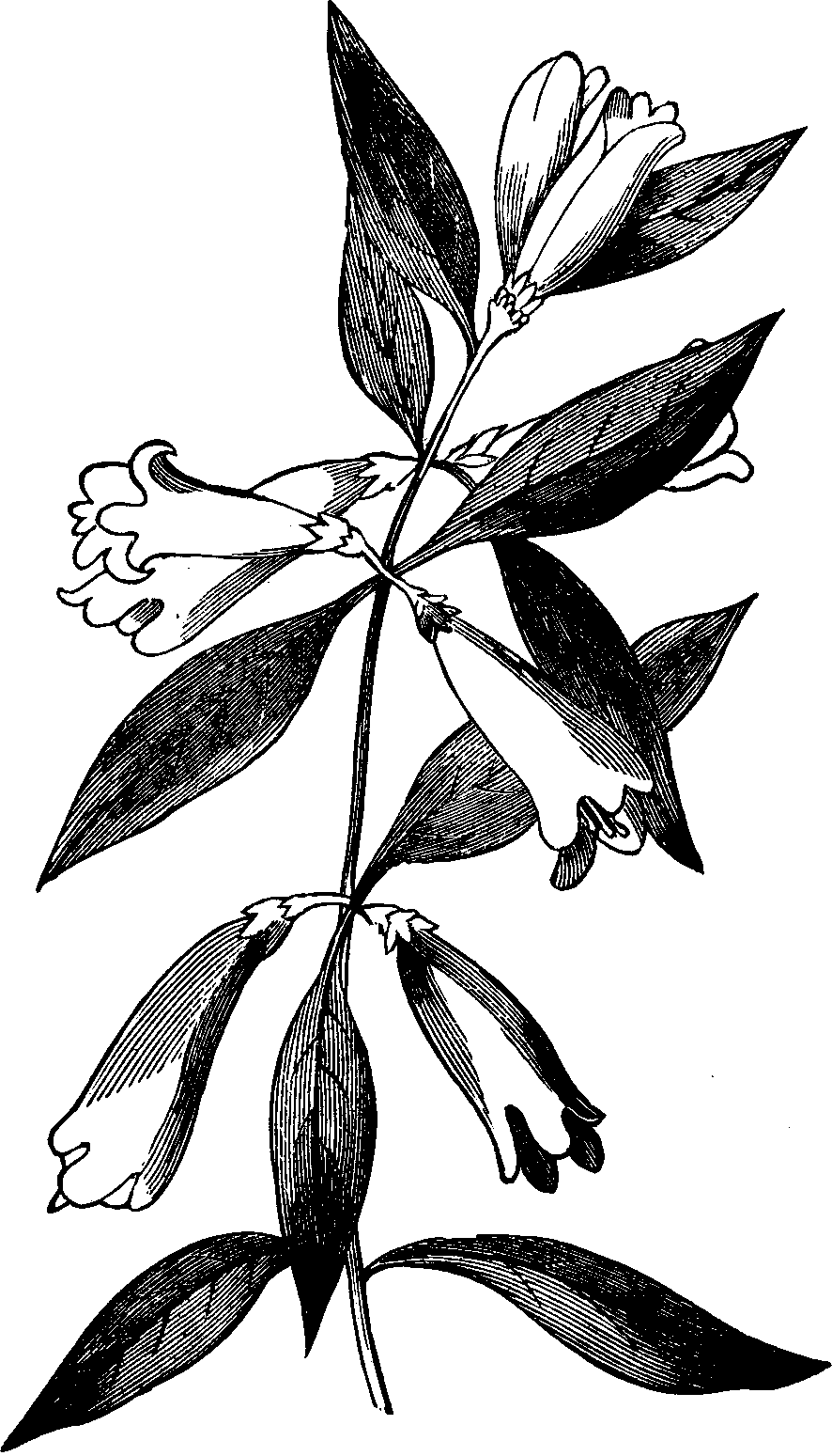 Illustration: Fig. 120. Yellow Jessamine.