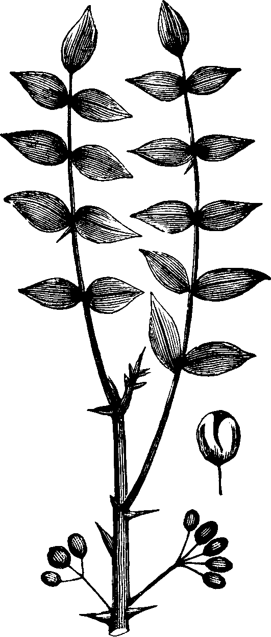 Illustration: Fig. 138. Prickly-ash. 