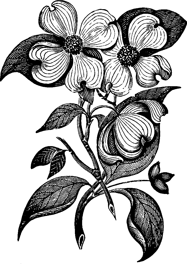 Illustration: Fig. 140. Dogwood.