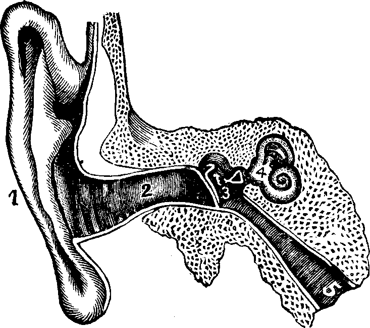 Illustration: Fig. 8. Internal and external ear.