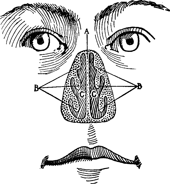 Illustration: Fig. 14. Anterior view of the healthy nasal passages as seen with the projecting portion of the nose removed.