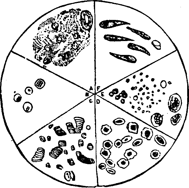 Illustration: Fig. 3.