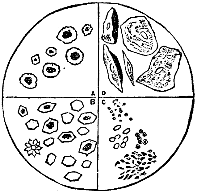 Illustration: Fig. 7.