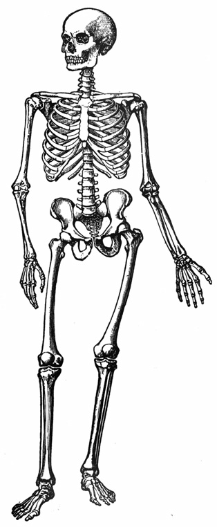 A drawing of a skeleton