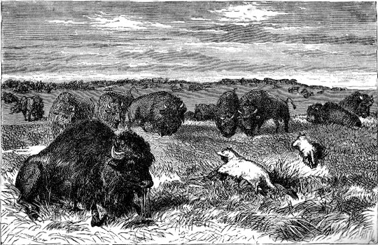 INDIAN MODE OF ATTACKING BUFFALO.