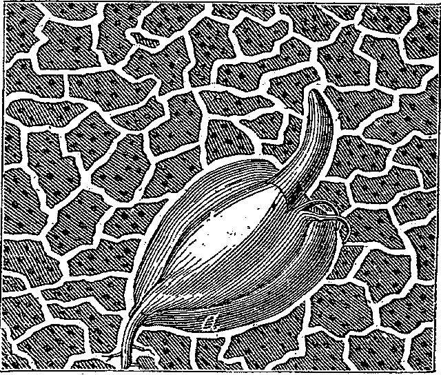 Illustration: Fig. 3 - A DRAINED SOIL.