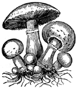 Mushroom