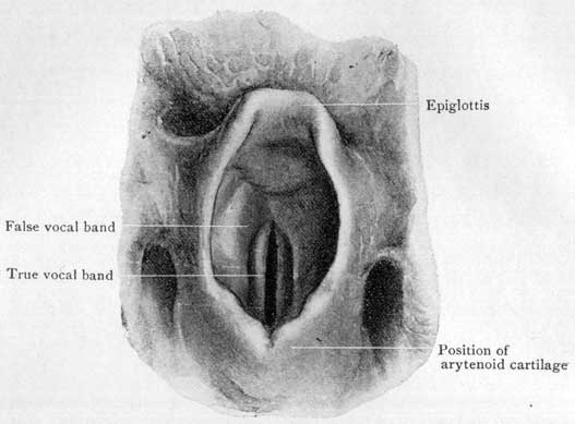 Fig. 31