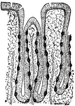 A LONGITUDINAL SECTION OF STOMACH, OR PEPTIC, GLANDS