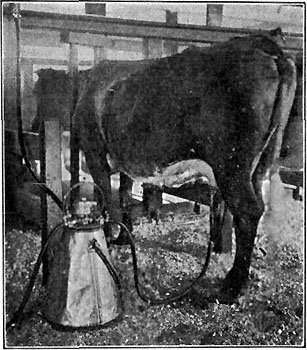 MILKING BY VACUUM PROCESS