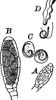 Fig. 60.