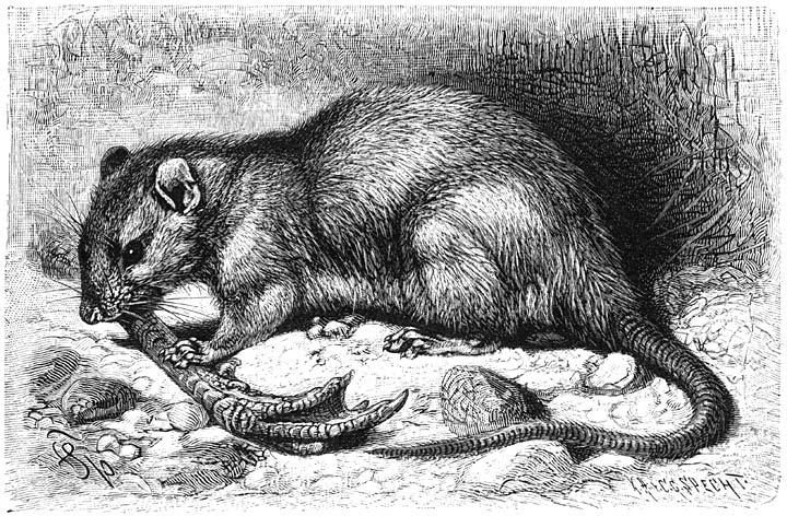 Bruine Rat (Mus decumanus). ½ v.d. ware grootte.