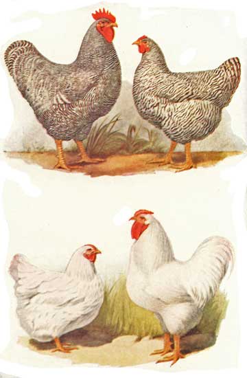 STANDARD-BRED FOWLS