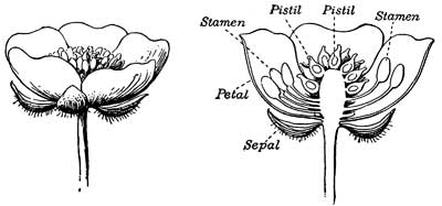 Fig. 31.