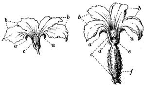 Fig. 35.