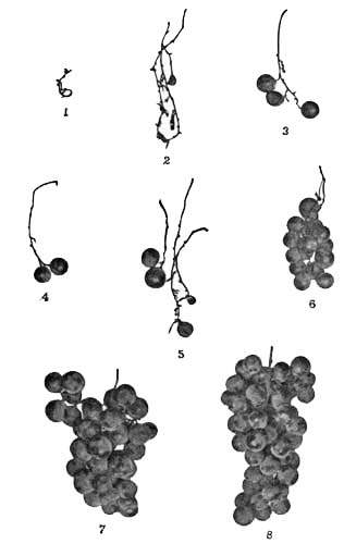 Fig. 41.