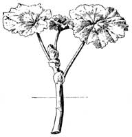 Fig. 42.