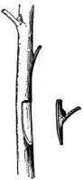 Fig. 69.