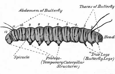 Fig. 144.