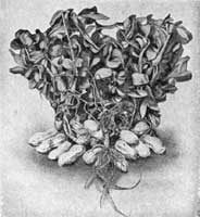 Fig. 202.
