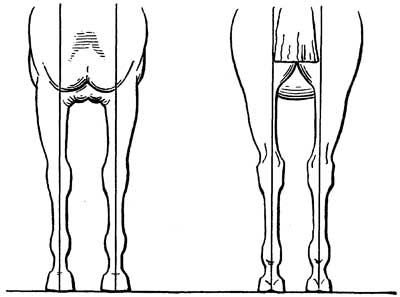 Fig. 241.