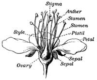 Fig. 32.