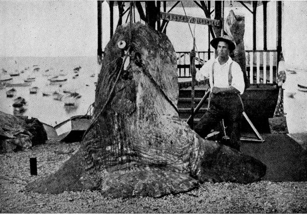 The Largest Sunfish on Record.