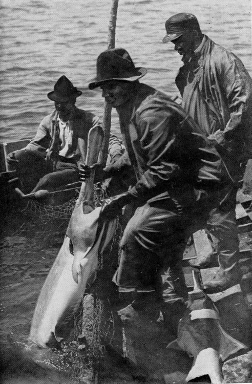 Landing the Paddlefish.