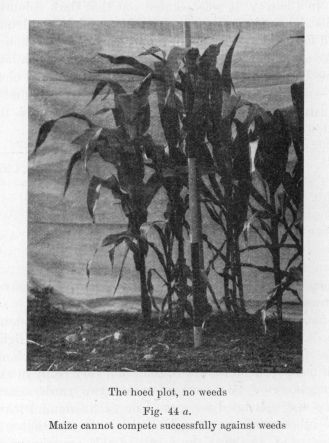 Fig. 44 _a_.  The hoed plot, no weeds.  Maize cannot compete successfully against weeds