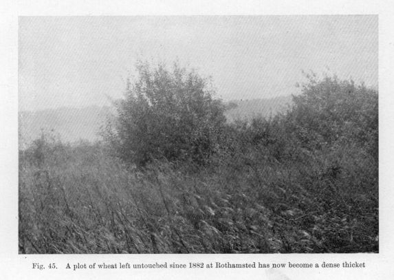 Fig. 45.  A plot of wheat left untouched since 1882 at Rothamsted has now become a dense thicket