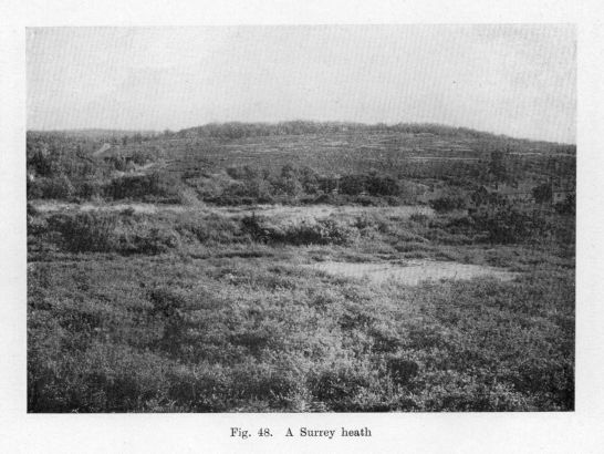 Fig. 48.  A Surrey heath