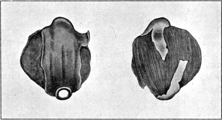 Fig. 29.