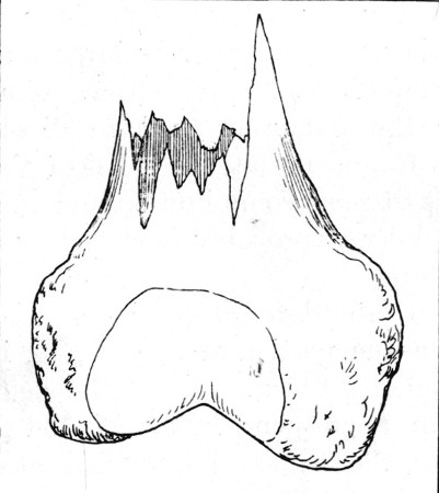 Fig. 51.