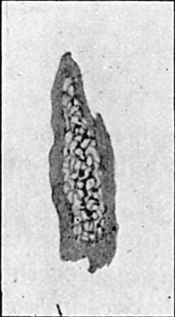 Fig. 70.