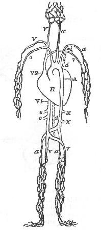 Fig. 12.