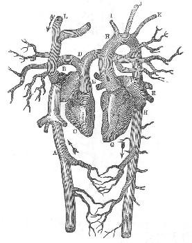 Fig. 13.