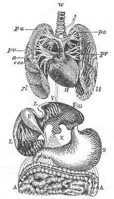 Fig. 16.