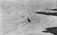 Ptarmigan, the Grouse of the ice-fields.