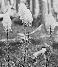 Squaw Grass, or Mountain Lily.