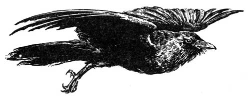 crow