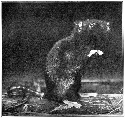 The Black Rat